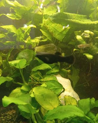 Coppia di Molly+un platy