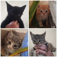 Si regalano gattini