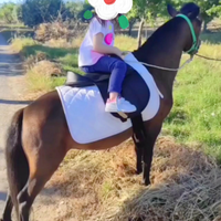 Pony
