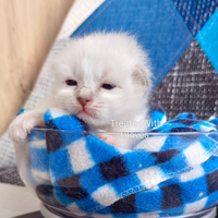 Gattini sacro di birmania