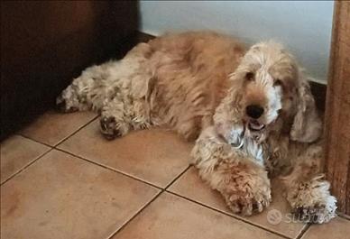 Cocker Spaniel fulvo per monta