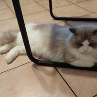 Ragdoll maschio con pedigree disponibile per monta