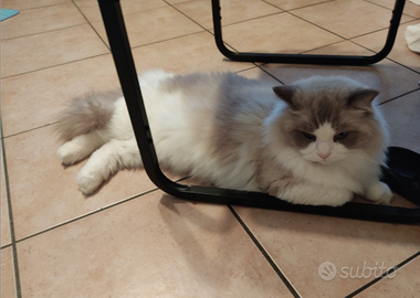 Ragdoll maschio con pedigree disponibile per monta