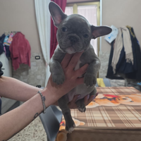 Bulldog francese linea sotic