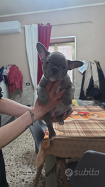 Bulldog francese linea sotic