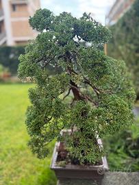 Bonsai ginepro 100 anni