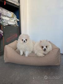 Cuccioli spitz di Pomerania