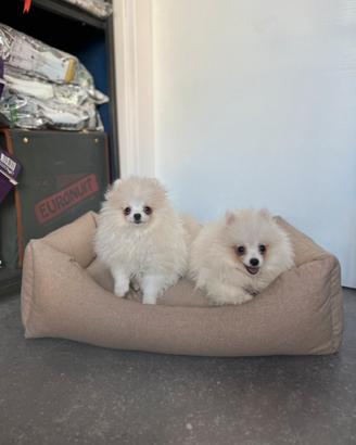 Cuccioli spitz di Pomerania