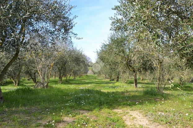 TER. AGRICOLO A SANTARCANGELO DI ROMAGNA