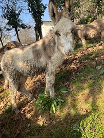 Asinello pezzato bianco 6 mesi