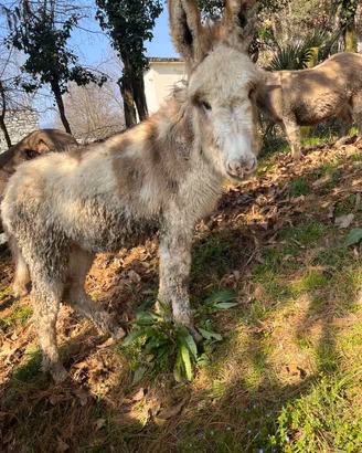 Asinello pezzato bianco 6 mesi