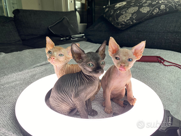 Gatti sphynx