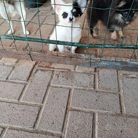 chihuahua pelo lungo e corto 