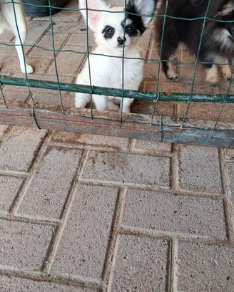 chihuahua pelo lungo e corto 