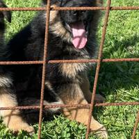 Cucciolo pastore tedesco