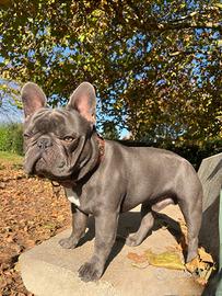 Bulldog francese disponibile per monta