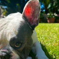 Bulldog francese per monta