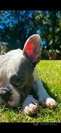 Bulldog francese per monta
