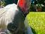 Immagine 1