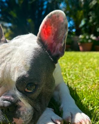 Bulldog francese per monta