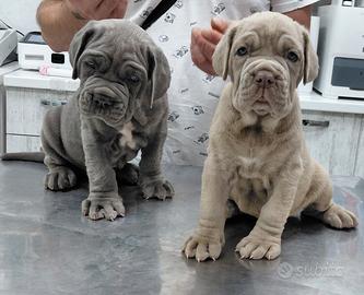Mastino napoletano