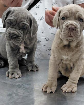 Mastino napoletano