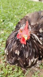 Galletti cocincine nane