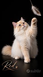 Gatto Siberiano con Pedigree per MONTA