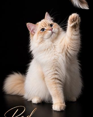 Gatto Siberiano con Pedigree per MONTA
