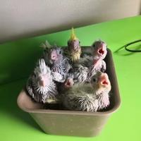 Pappagalli Calopsite DA IMBECCO