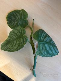 Talee di monstera dubia
