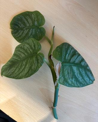 Talee di monstera dubia
