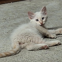 Gattino bianco