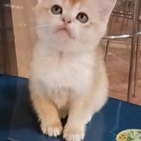British Shorthair Golden Cuccioli