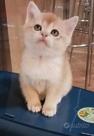British Shorthair Golden Cuccioli