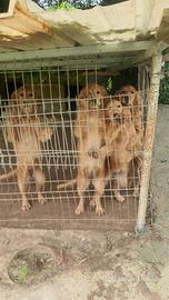 Golden Retriever Americano