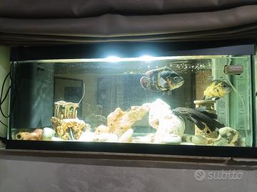acquario 