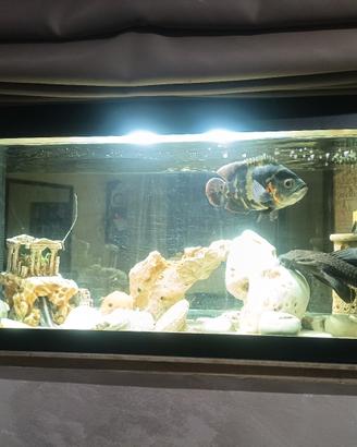 acquario 