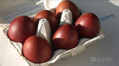 Marans polli dalle uova color cioccolato