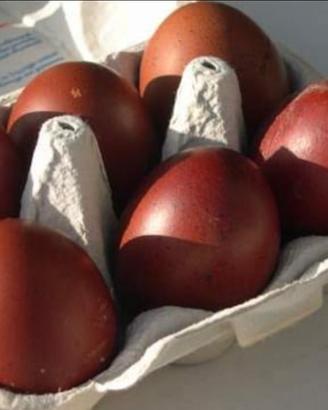 Marans polli dalle uova color cioccolato