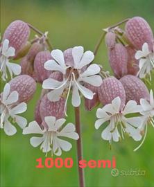 Semi di silene vulgaris 1000 semi