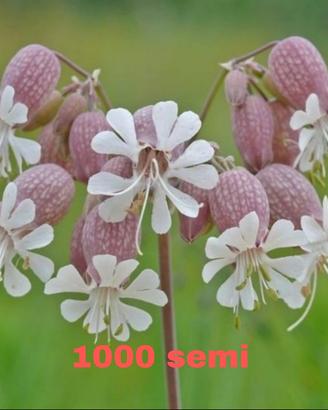 Semi di silene vulgaris 1000 semi