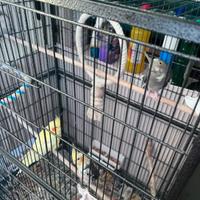 Pappagalli calopsite