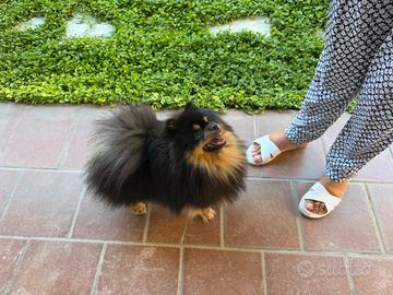Pomerania per accoppiamento