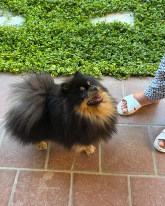 Pomerania per accoppiamento