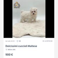 Dolcissimi cuccioli di Maltese