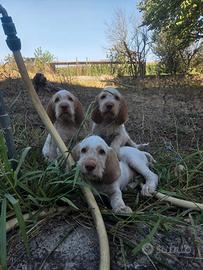 Spinone Italiano