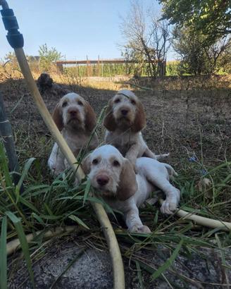 Spinone Italiano