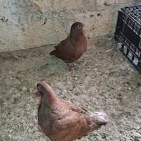 Colombi California doppiopetto