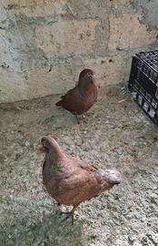 Colombi California doppiopetto